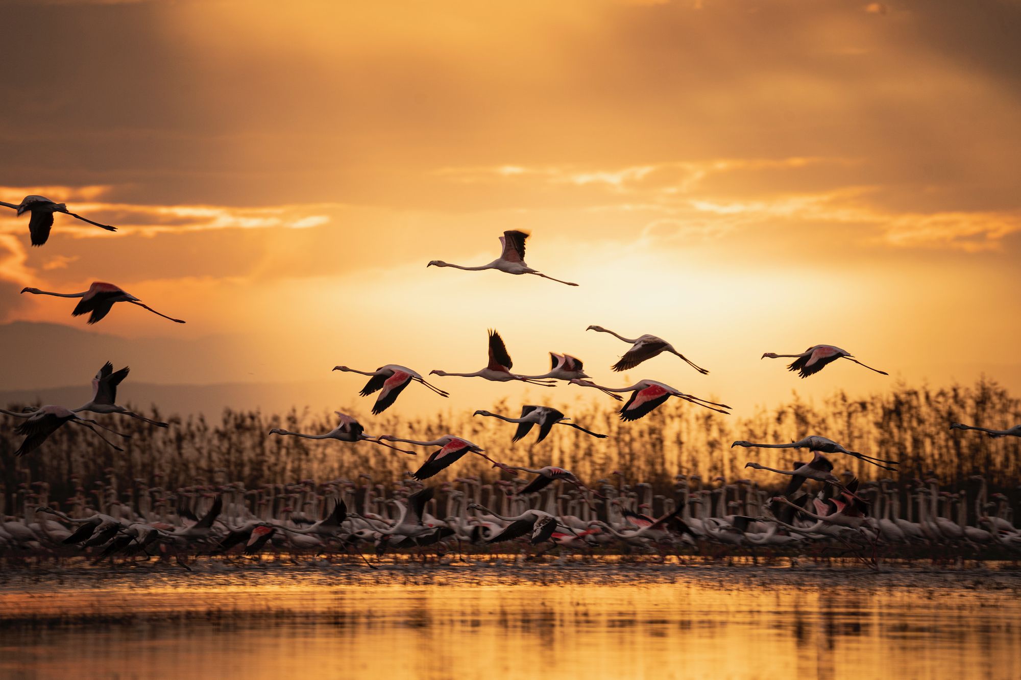 Bandada de flamencos al atardecer